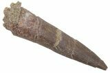 Bargain, Fossil Plesiosaur (Zarafasaura) Tooth - Morocco #215842-1